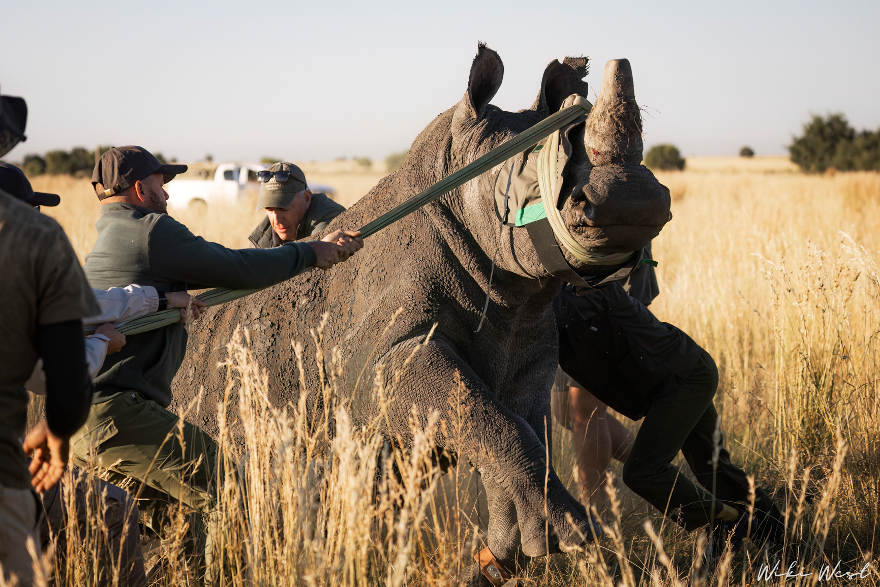 wiki west rhino rewild wewild africa small 2mb-98