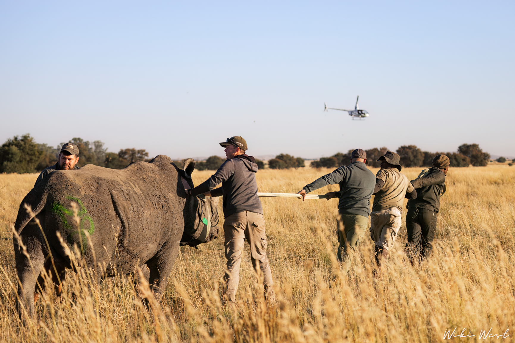 wiki west rhino rewild wewild africa small 2mb-99